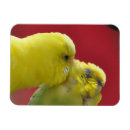 Suche nach budgie magnete Papageien