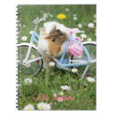 Suche nach meerschweinchen kleine notizbücher Für alle