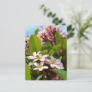 Suche nach baum blüht postkarten Blume