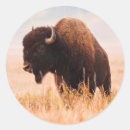 Suche nach amerikanischer bison aufkleber Kuh