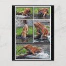 Suche nach sibirisch postkarten Tiger