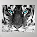 Suche nach weiße augen poster Katze