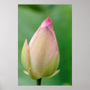 Suche nach gallo poster Flora
