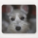 Suche nach white schnauzer Weiß