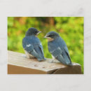 Suche nach schwalben postkarten Natur