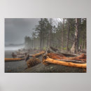 Suche nach olympischer nationalpark poster Baum