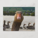 Suche nach fuß postkarten Vögel