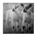 Suche nach lämmer fliesen Schafe