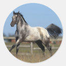 Suche nach appaloosa aufkleber Laufen