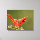 Suche nach kardinal leinwandbilder Vogel