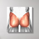 Suche nach menschliche anatomie leinwandbilder Anatomie des menschen