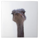 Suche nach lustige vögel fliesen Niedlich