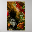 Suche nach wasser poster Korallen