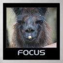 Suche nach fokus poster Für sie