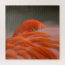 Suche nach flamingo puzzle Fotografie