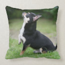 Suche nach tatze kissen Foto