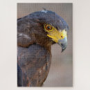 Suche nach harris hawk postkarten Raubvogel