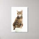 Suche nach tierärzte leinwandbilder Niedliche katzen