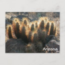 Suche nach stacheln postkarten Arizona