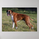 Suche nach boxer dog poster Foto