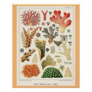 Suche nach coral reef poster Australien