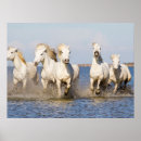 Suche nach ellen poster Pferd