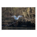 Suche nach möwe poster Natur