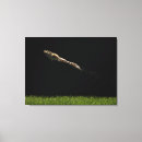 Suche nach grüner frosch leinwandbilder Horizontal