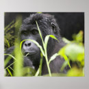 Suche nach von afrika poster Wild