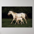Suche nach stute poster Stute und fohlen