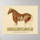 Suche nach vintage horse poster Equine