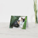 Suche nach phantom Katze
