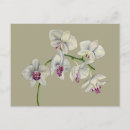 Suche nach orchid postkarten Pflanze