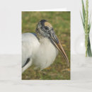 Suche nach profil alle karten Vögel