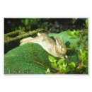Suche nach wildes kaninchen poster Ostern