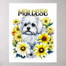 Suche nach kleiner weißer hund poster Aquarell