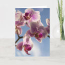 Suche nach rosa orchidee karten Flora