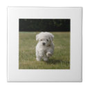 Suche nach bichon frise fliesen Welpe