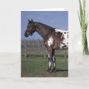 Suche nach appaloosa karten Reiter
