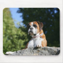 Suche nach weißer boxer mousepads Hunde fotograf