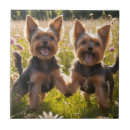 Suche nach yorkshire fliesen Terrier