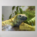 Suche nach reptil poster Eidechse