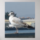 Suche nach seagull poster Küste