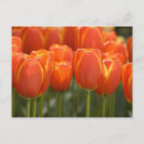 Suche nach lisse postkarten Keukenhof