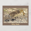 Suche nach gänse postkarten Tiere
