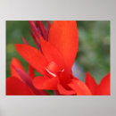 Suche nach lady in red poster Blume