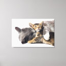 Suche nach kitten leinwandbilder Feline