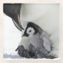 Suche nach kaiser pinguin untersetzer Die antarktis