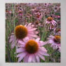 Suche nach echinacea poster Lila