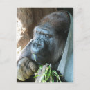 Suche nach ape postkarten Primat